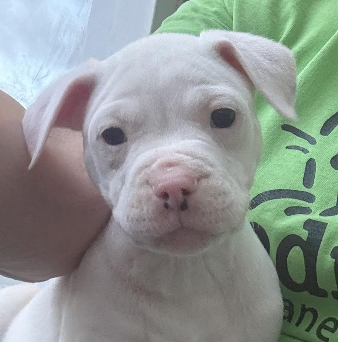 Enlarge Andy, an adopted mixed breed in Bedford, VA image 1/5