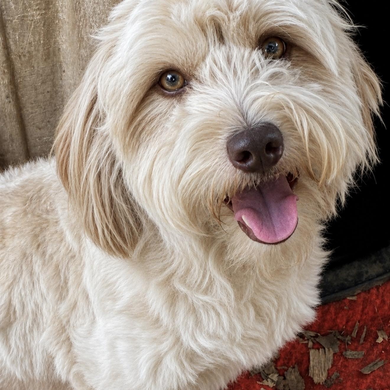 Flash, a ADOPTABLE mixed breed in Pelham, NH image 6/6