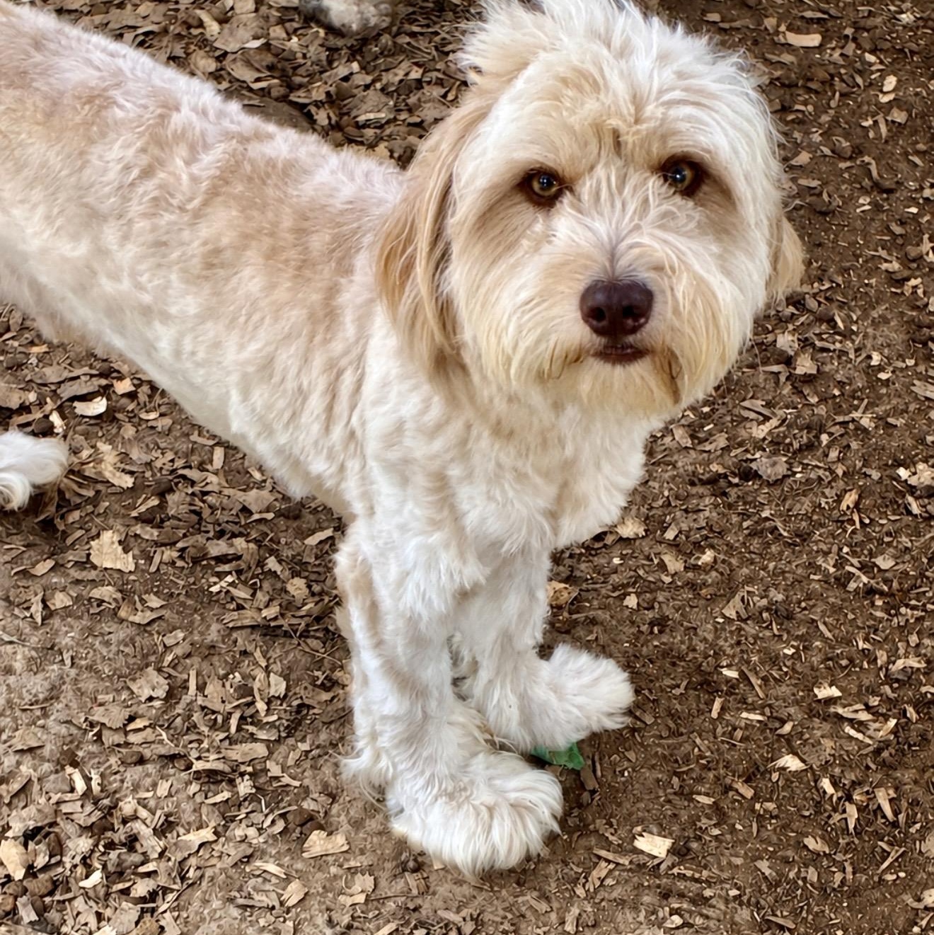 Flash, ADOPTABLE, Adult Male Schnoodle & Labradoodle.