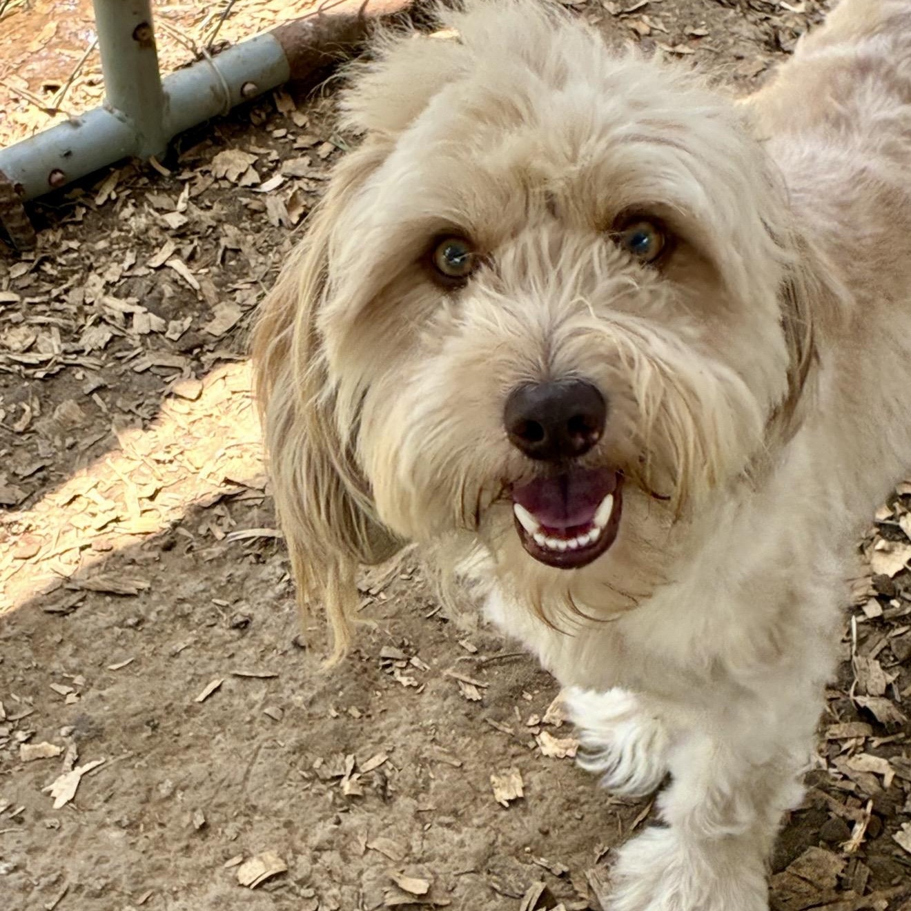 Flash, a ADOPTABLE mixed breed in Pelham, NH image 5/6