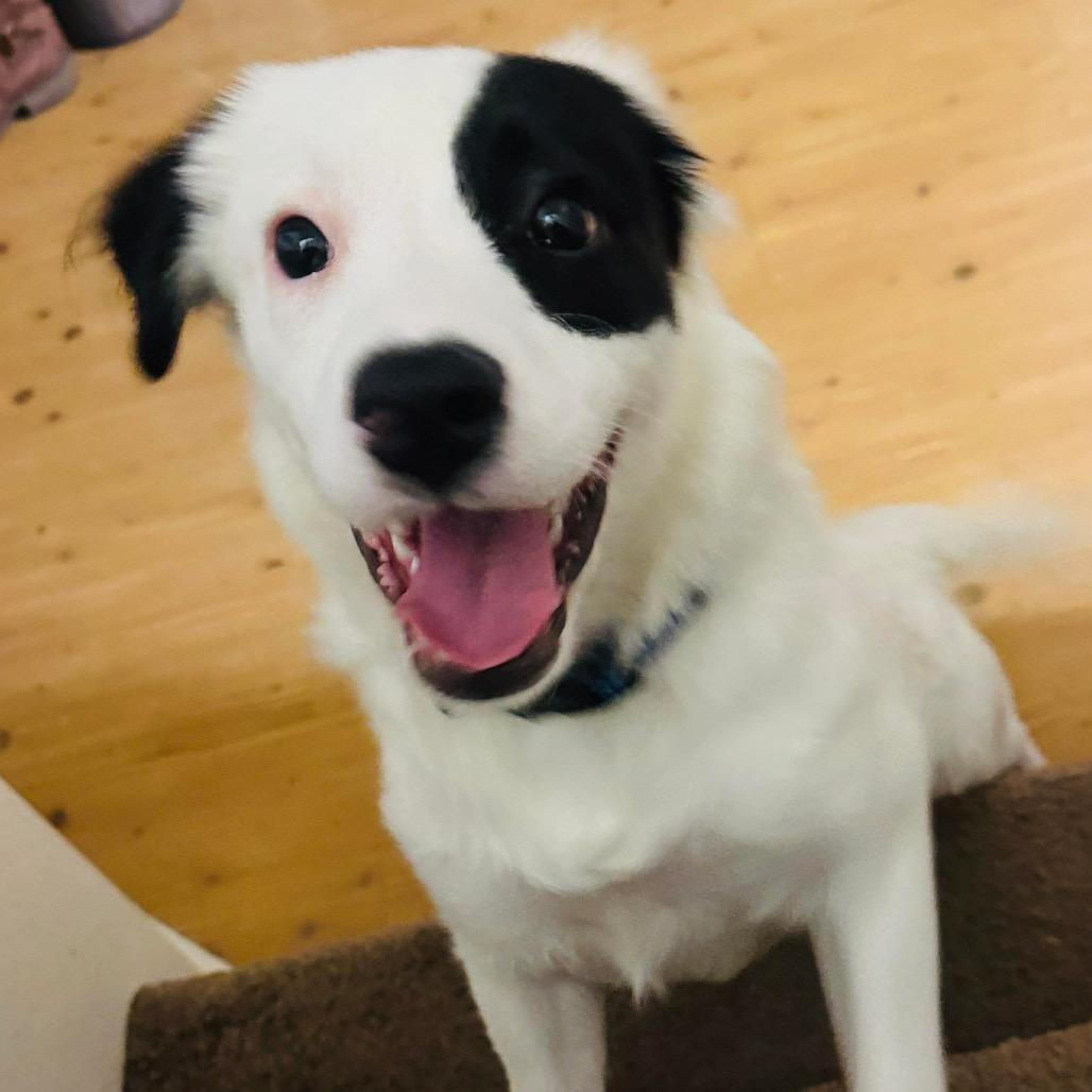 Tesla, a Adoptable mixed breed in Griswold, CT image 1/6