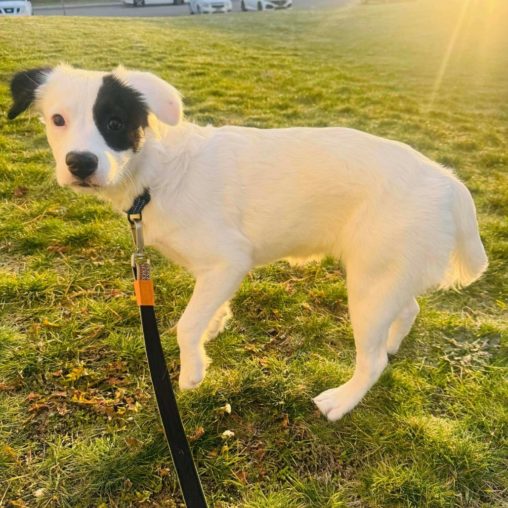 Tesla, a Adoptable mixed breed in Griswold, CT image 2/6