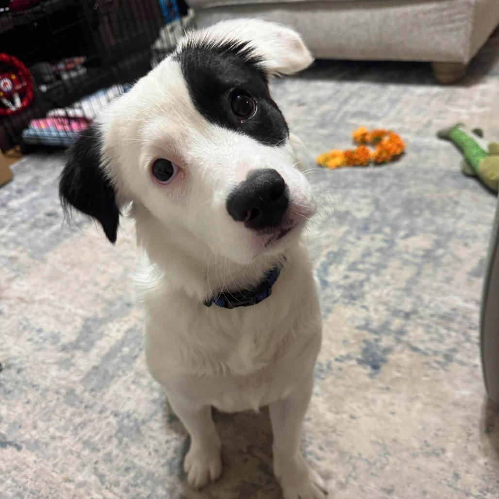 Tesla, a Adoptable mixed breed in Griswold, CT image 3/6