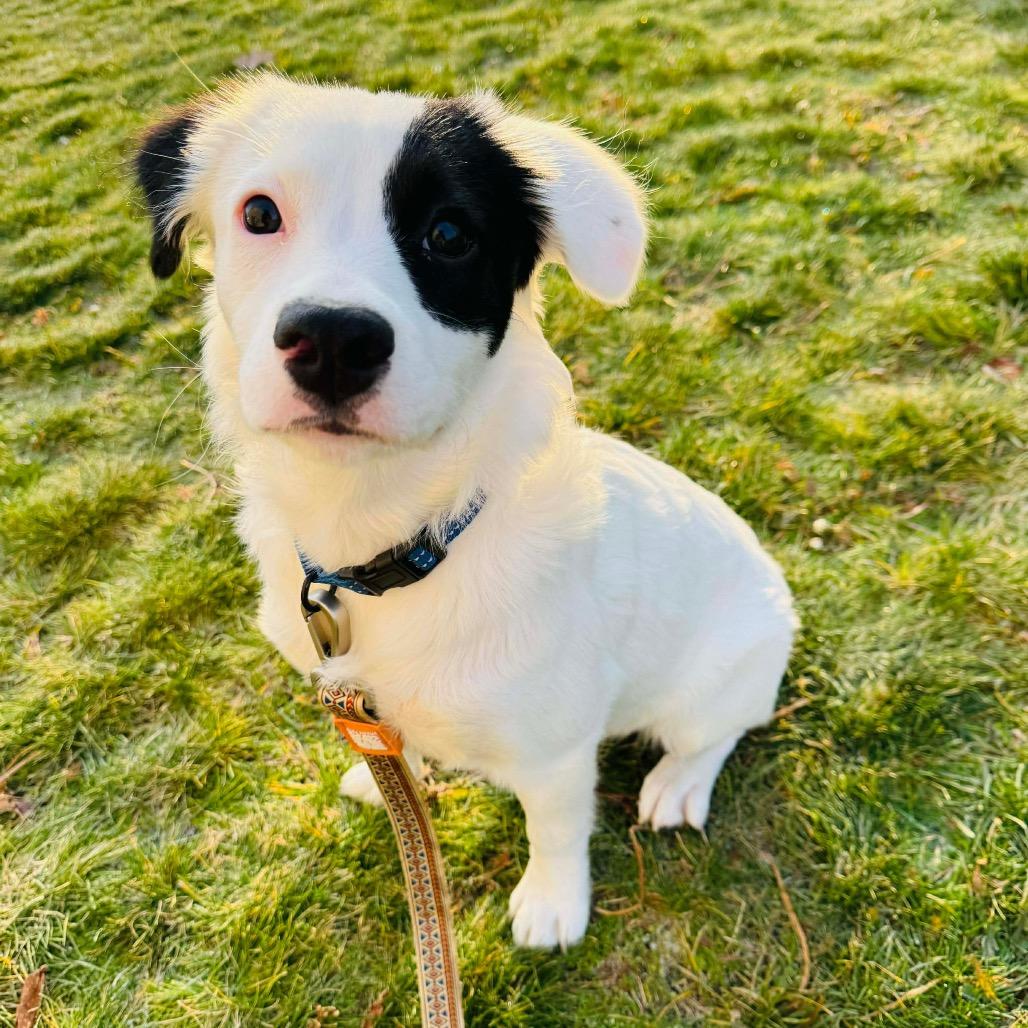 Tesla, a Adoptable mixed breed in Griswold, CT image 4/6