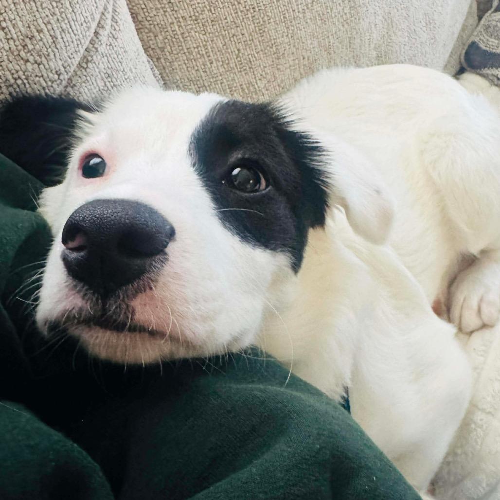 Tesla, a Adoptable mixed breed in Griswold, CT image 5/6