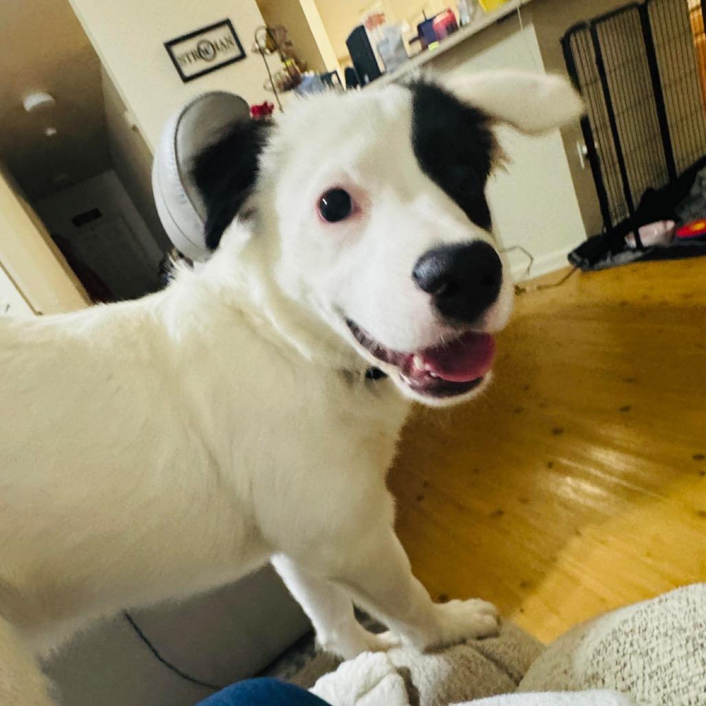 Tesla, a Adoptable mixed breed in Griswold, CT image 6/6