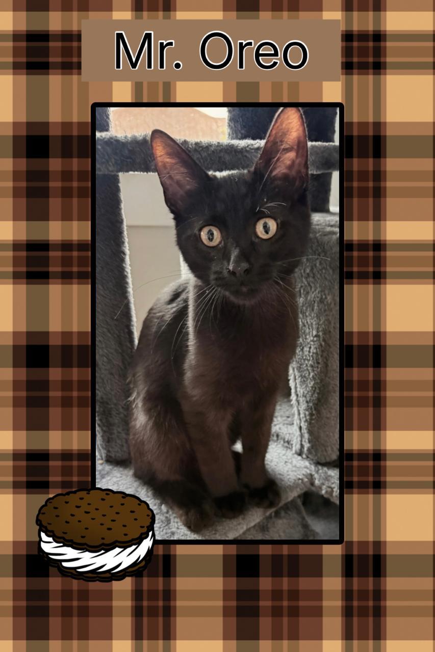 Oreo, adopted, Kitten Male Domestic Short Hair.