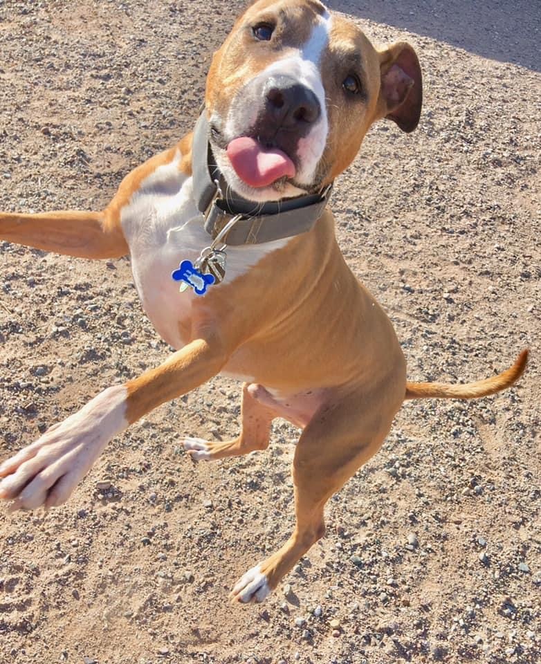 Enlarge Andy, a Adoptable mixed breed in Peoria, AZ image 3/6