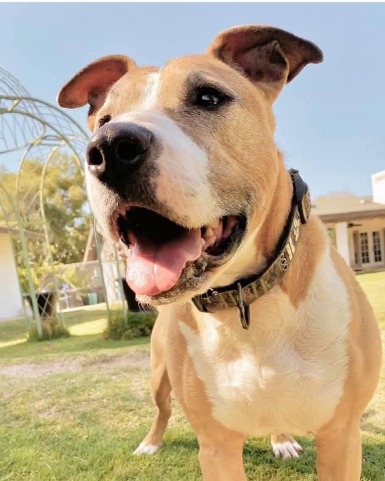 Enlarge Andy, a Adoptable mixed breed in Peoria, AZ image 4/6