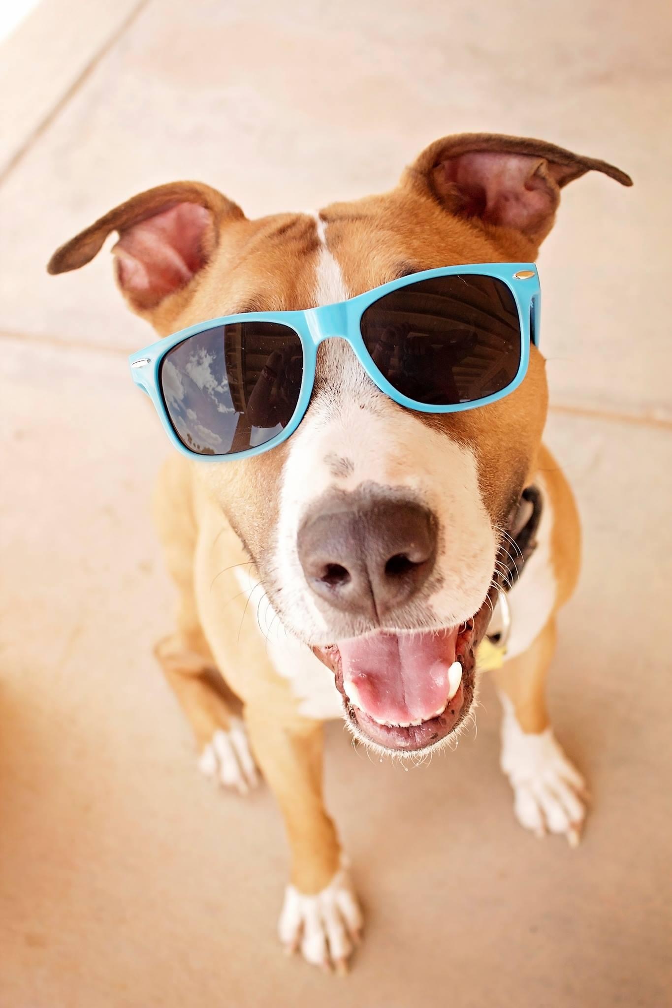 Enlarge Andy, a Adoptable mixed breed in Peoria, AZ image 5/6