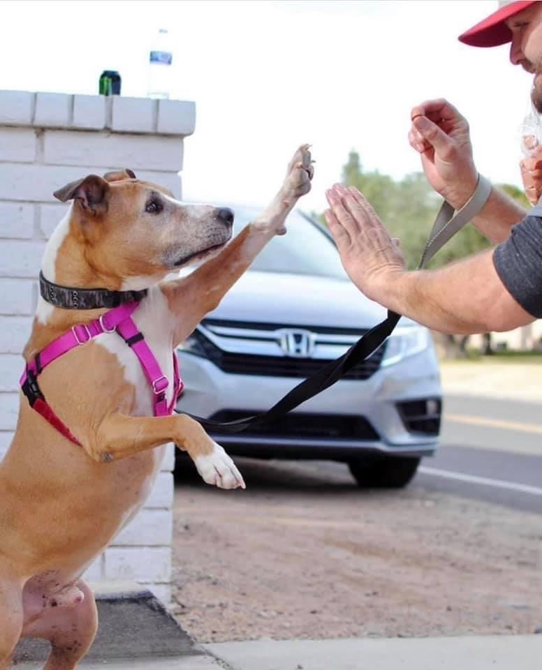 Enlarge Andy, a Adoptable mixed breed in Peoria, AZ image 6/6