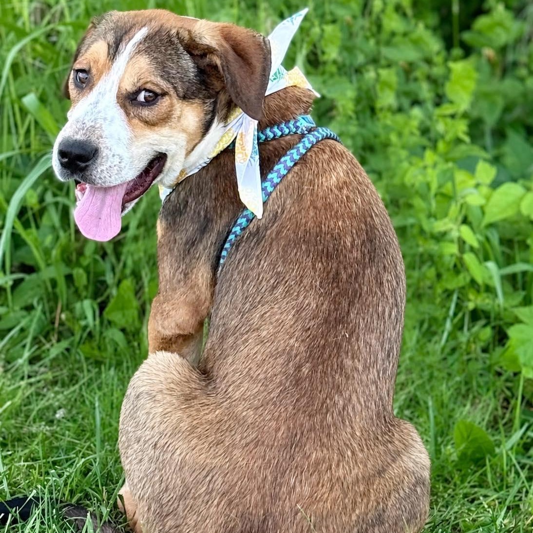 Enlarge Marcus, an adopted Mixed Breed in Effingham, IL image 4/4
