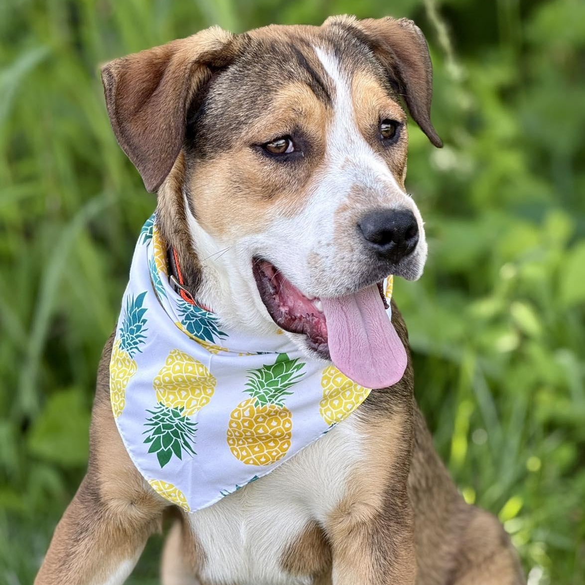 Enlarge Marcus, an adopted Mixed Breed in Effingham, IL image 3/4