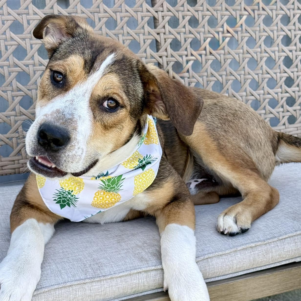 Enlarge Marcus, an adopted Mixed Breed in Effingham, IL image 1/4