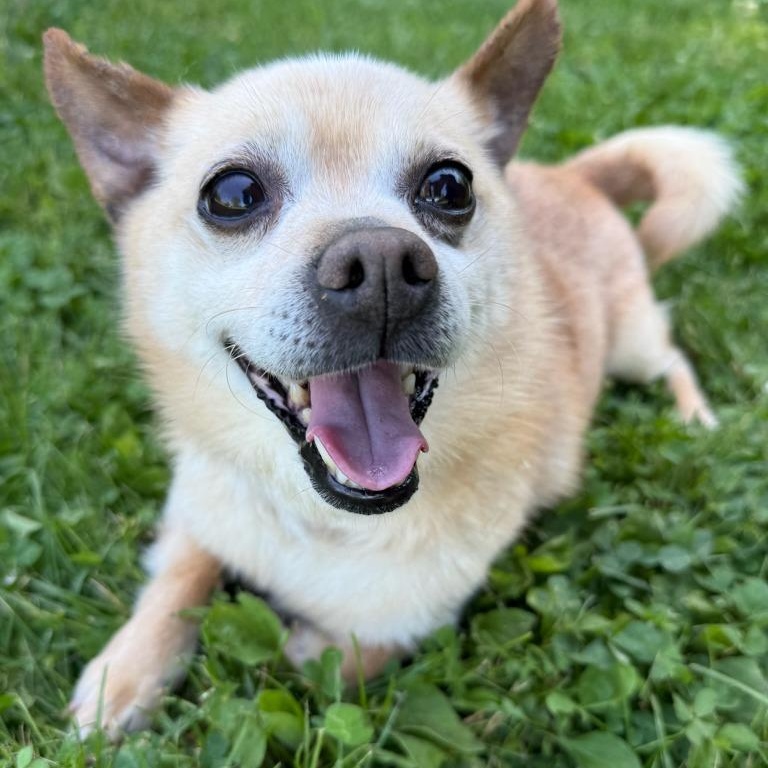 Dexter, ADOPTABLE, Adult Male Chihuahua.