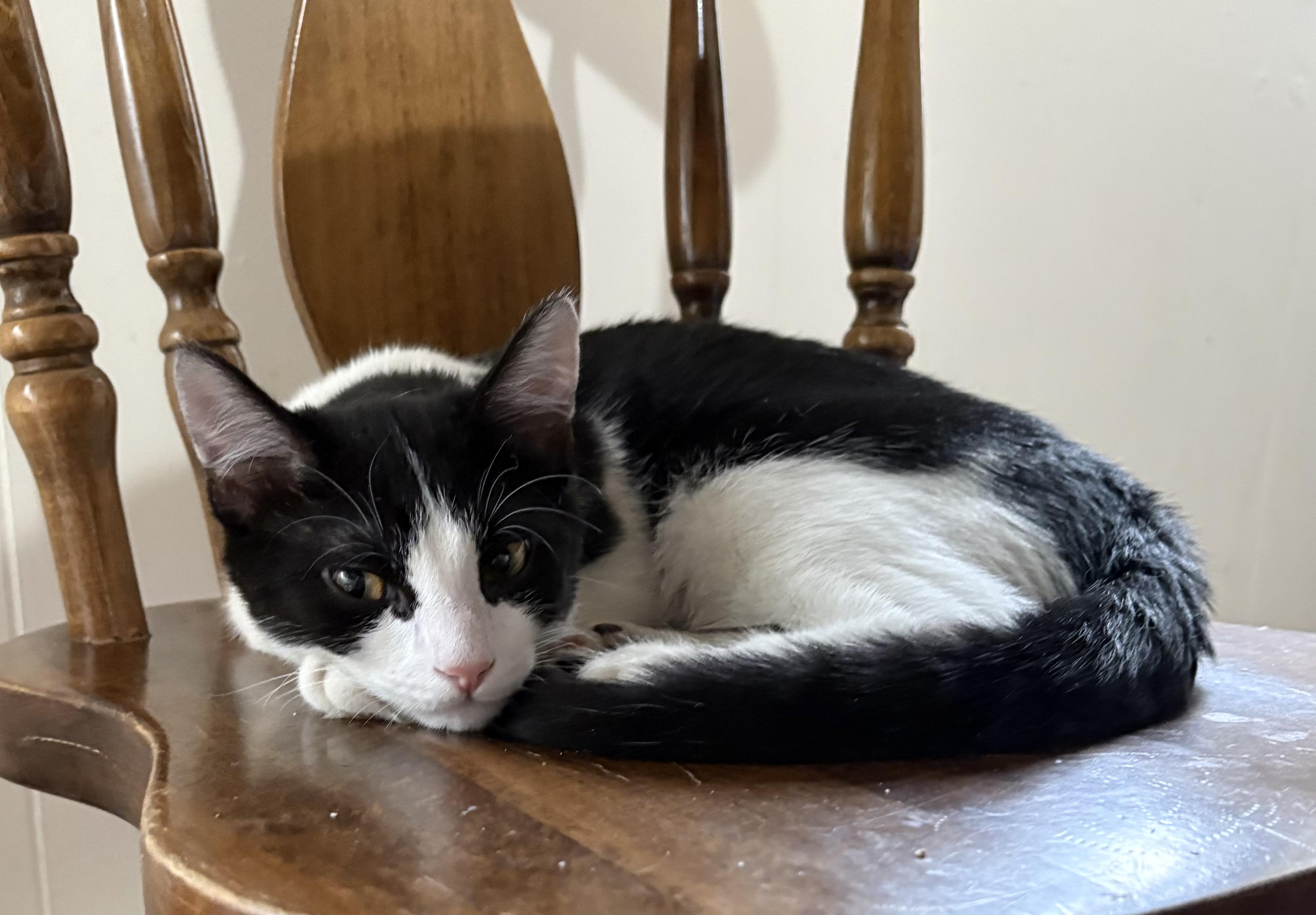Enlarge Picasso & Paloma (Bonded Pair), a ADOPTABLE American Shorthair in Lincoln Park, NJ image 6/6