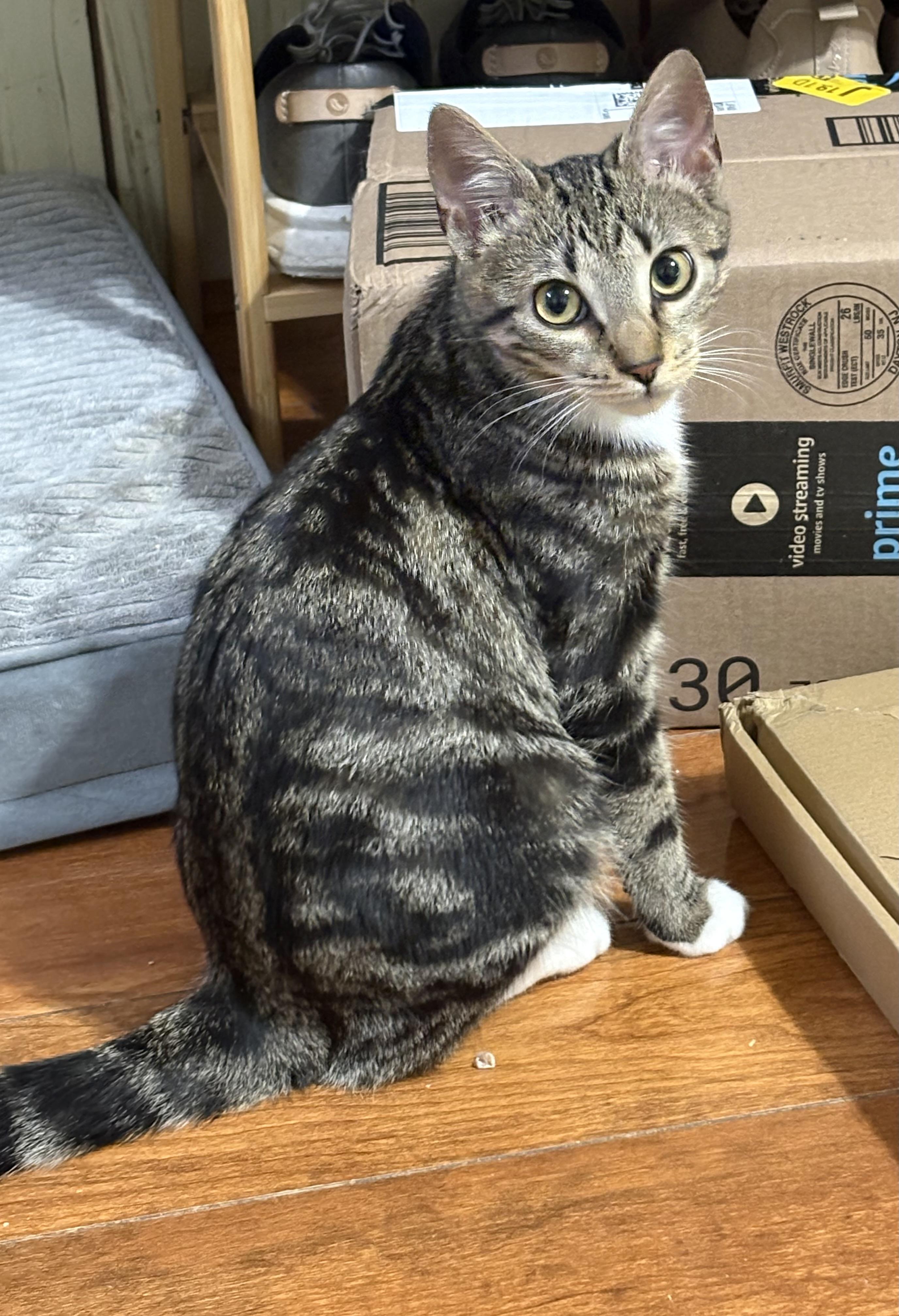 Enlarge Picasso & Paloma (Bonded Pair), a ADOPTABLE American Shorthair in Lincoln Park, NJ image 5/6