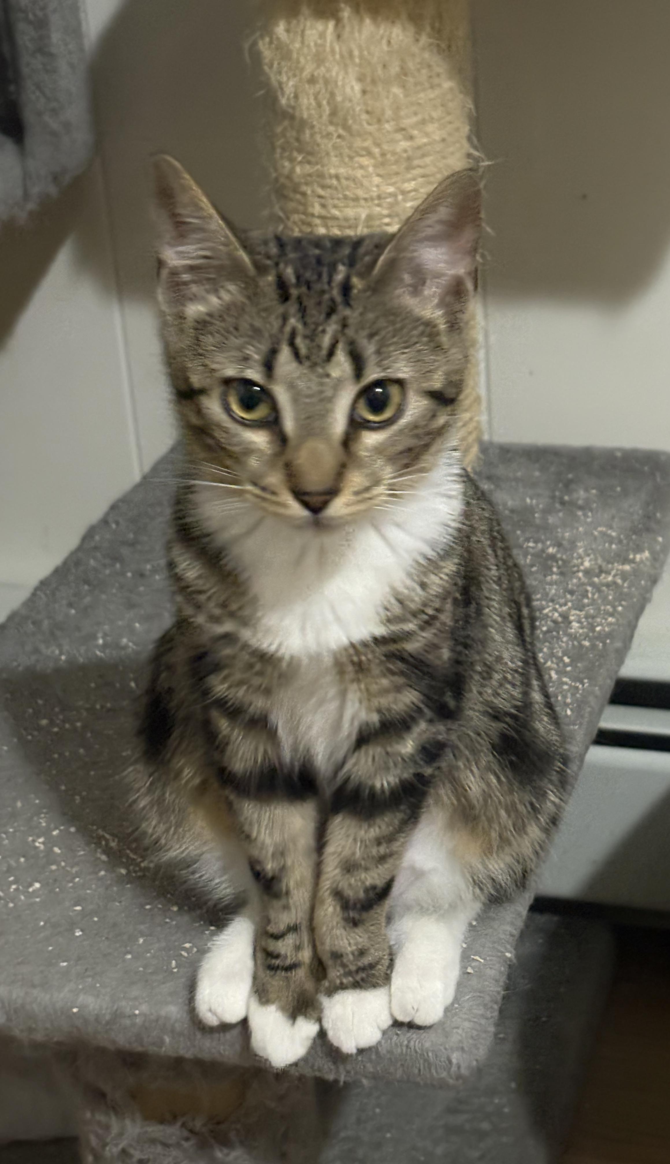 Enlarge Picasso & Paloma (Bonded Pair), a ADOPTABLE American Shorthair in Lincoln Park, NJ image 4/6