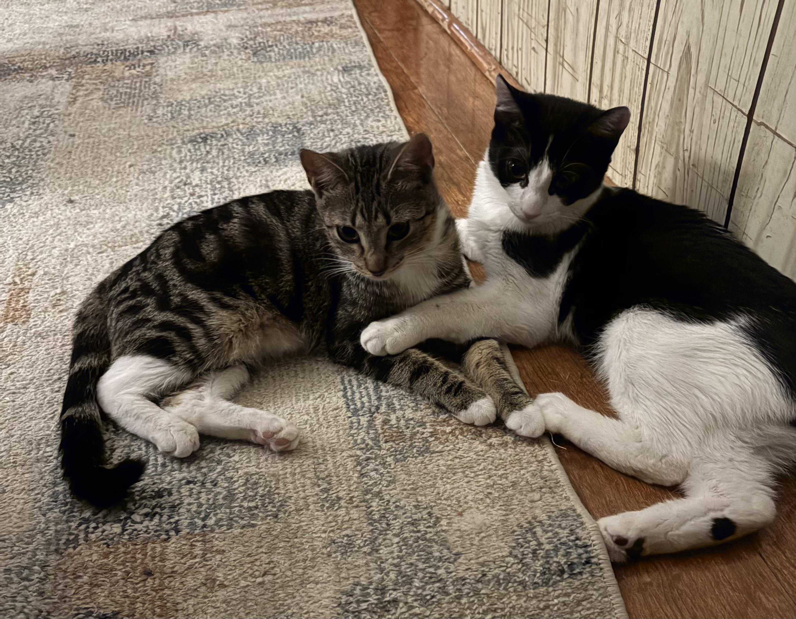 Enlarge Picasso & Paloma (Bonded Pair), a ADOPTABLE American Shorthair in Lincoln Park, NJ image 2/6