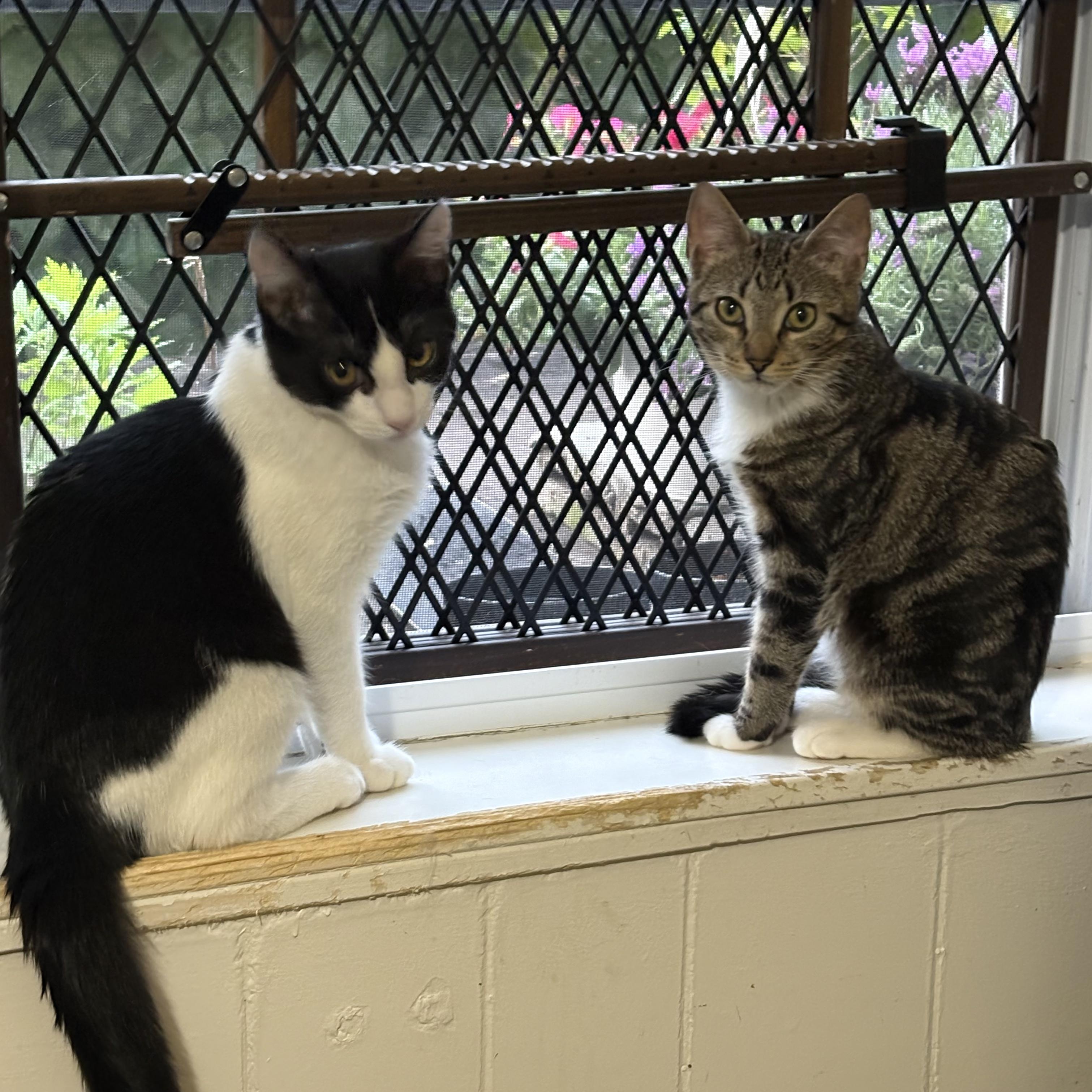 Enlarge Picasso & Paloma (Bonded Pair), a ADOPTABLE American Shorthair in Lincoln Park, NJ image 1/6