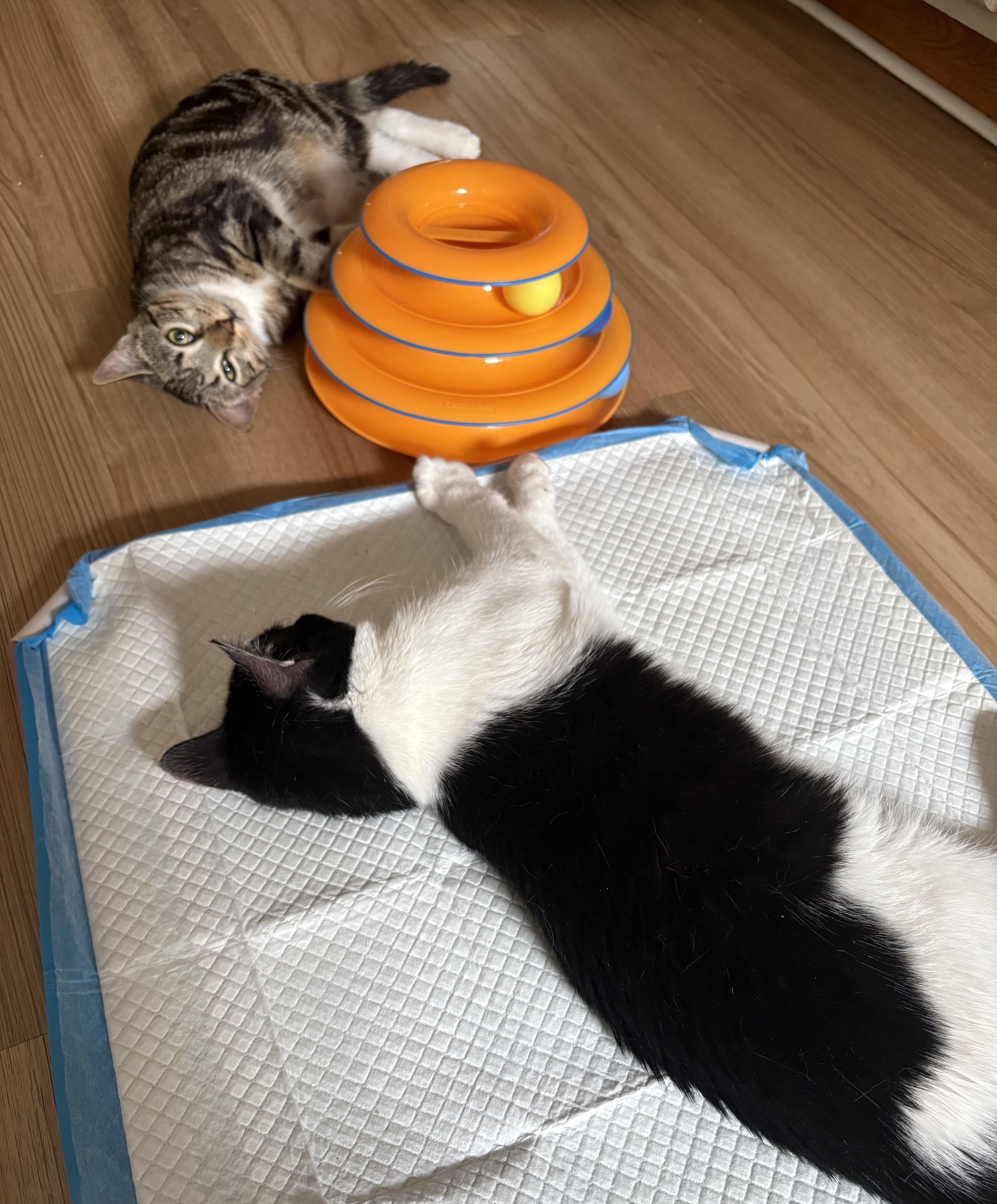 Enlarge Picasso & Paloma (Bonded Pair), a ADOPTABLE American Shorthair in Lincoln Park, NJ image 3/6