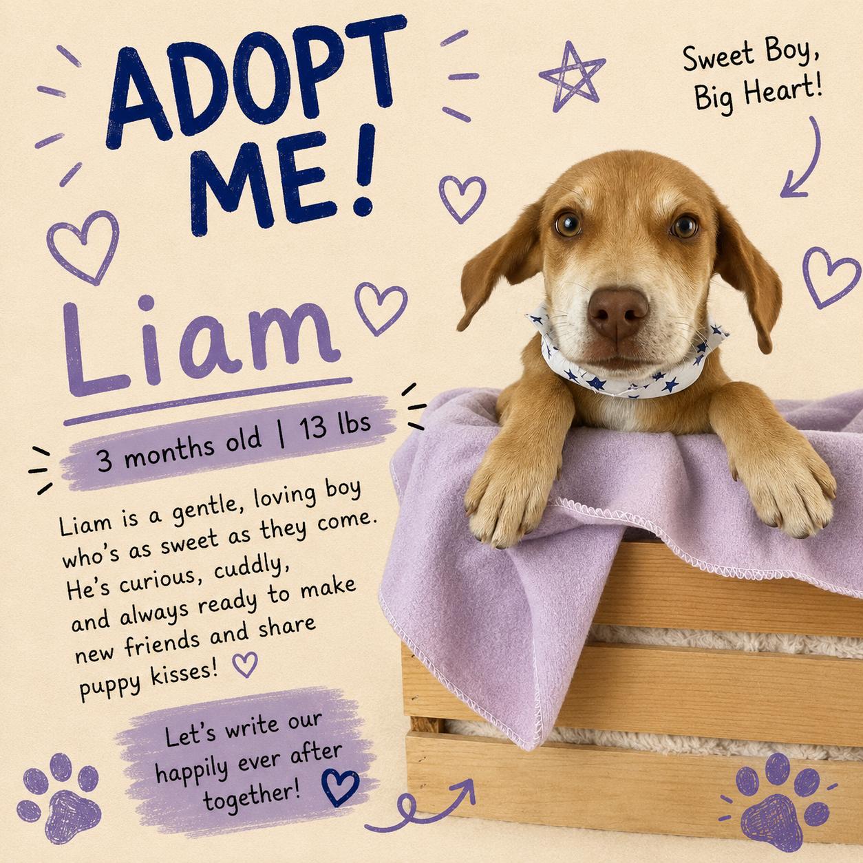 Liam - Local August 28-30, ADOPTABLE, Young Male Labrador Retriever.