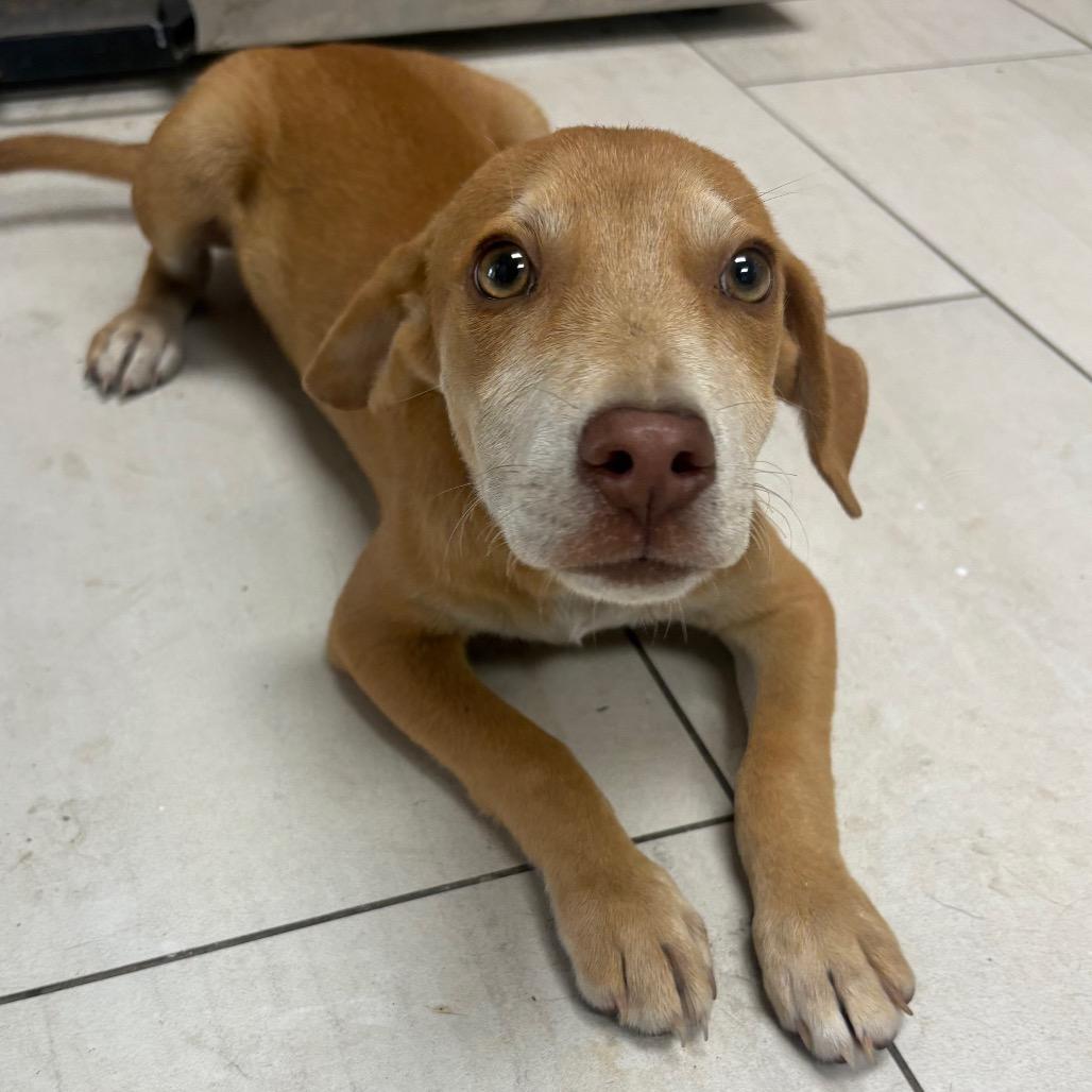 Liam - Local August 28-30, a ADOPTABLE mixed breed in Happy Valley , OR image 4/4