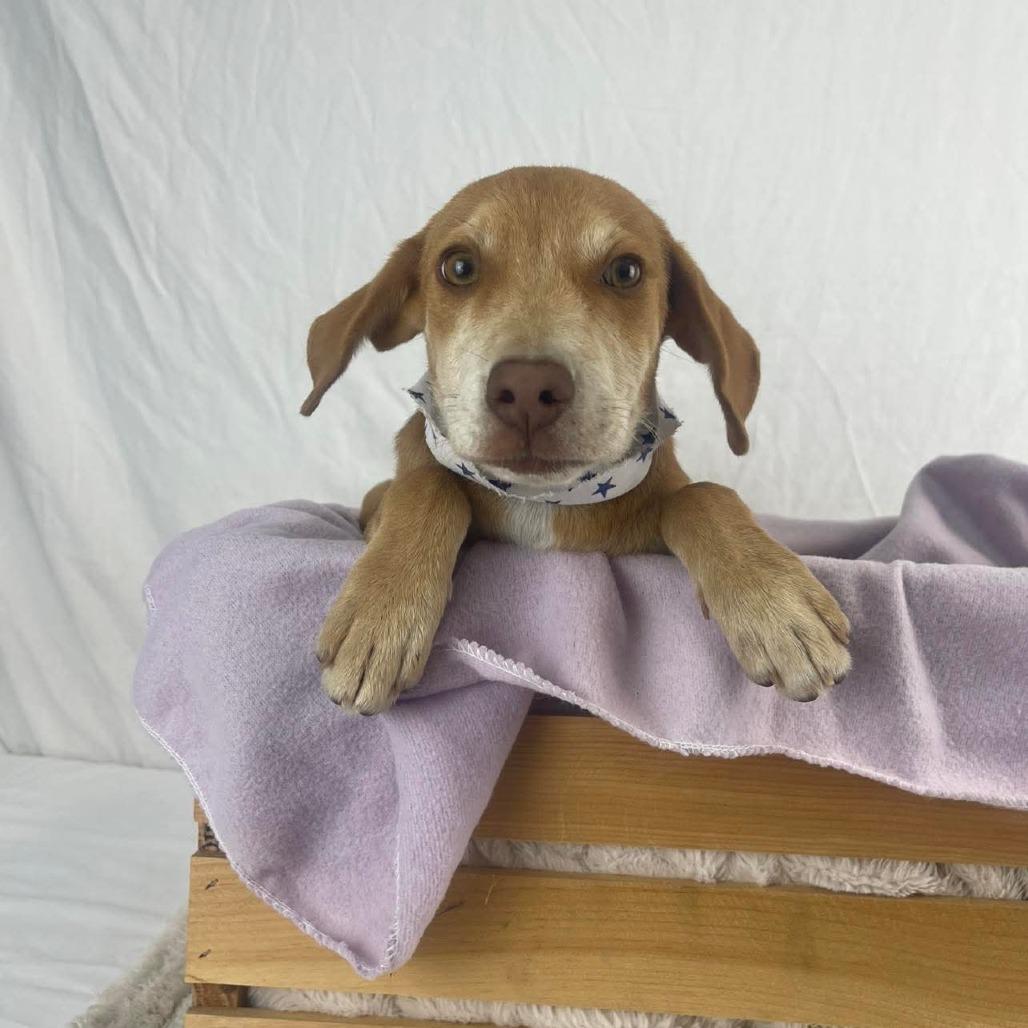 Liam - Local August 28-30, a ADOPTABLE mixed breed in Happy Valley , OR image 2/4