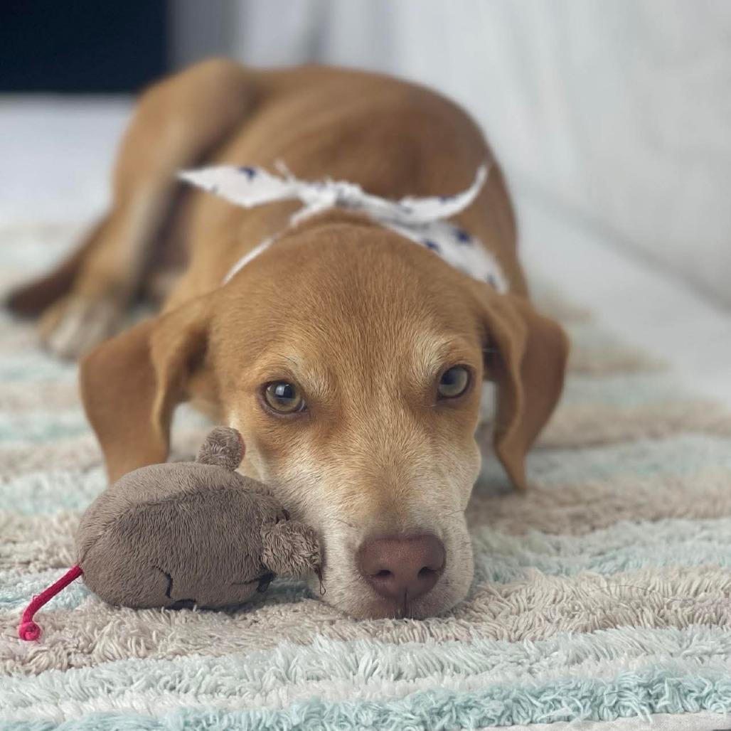Liam - Local August 28-30, a ADOPTABLE mixed breed in Happy Valley , OR image 3/4