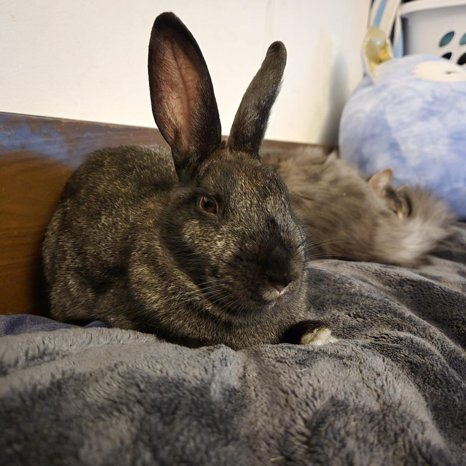 Enlarge Maisey (South Surrey), a Adoptable mixed breed in Vancouver, BC image 2/2