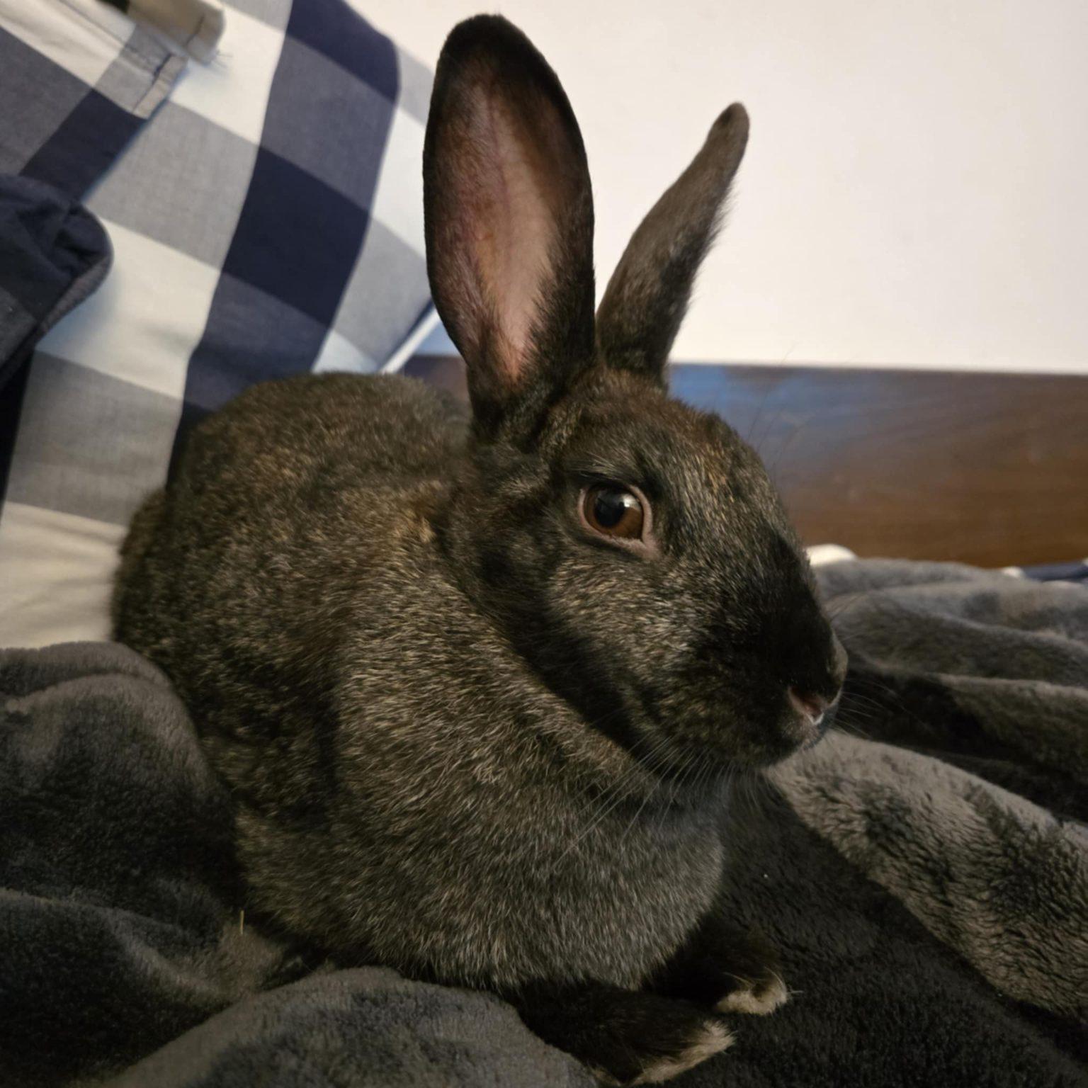 Maisey (South Surrey), Adoptable, Young Female Bunny Rabbit.