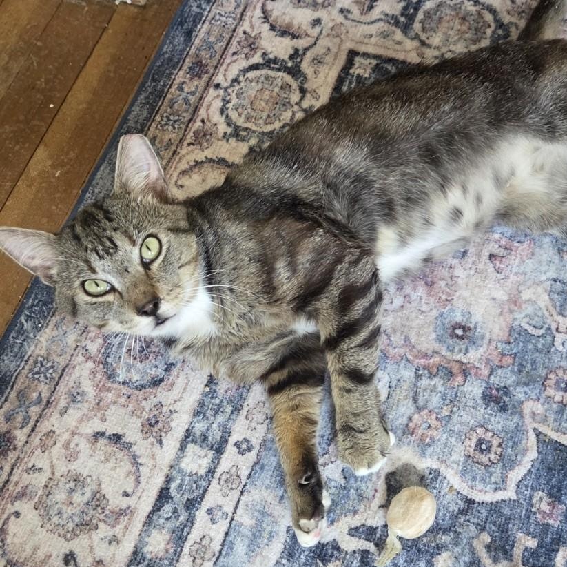 Jean-Pierre, a Adoptable Domestic Short Hair in Norfolk, VA image 1/4