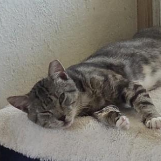 Jean-Pierre, a Adoptable Domestic Short Hair in Norfolk, VA image 2/4