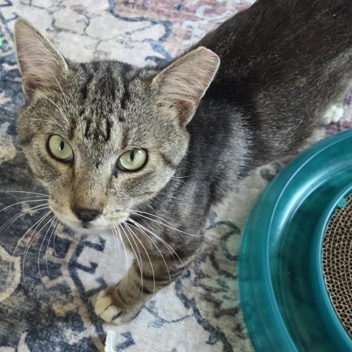 Jean-Pierre, a Adoptable Domestic Short Hair in Norfolk, VA image 3/4