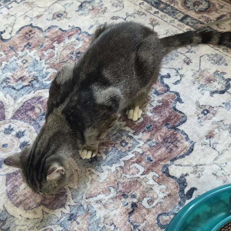 Jean-Pierre, a Adoptable Domestic Short Hair in Norfolk, VA image 4/4