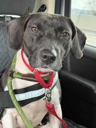 Thelma, a Adoptable mixed breed in Everett, WA image 1/3