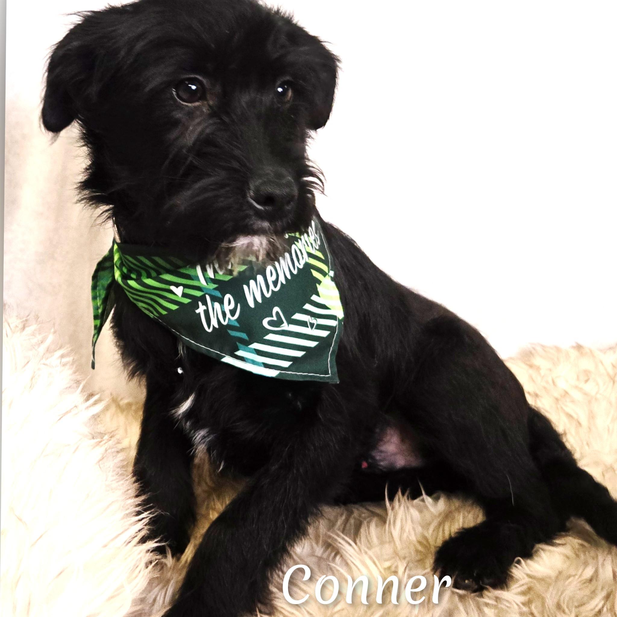 Enlarge Cooper, a ADOPTABLE mixed breed in Fredericksburg, VA image 3/6