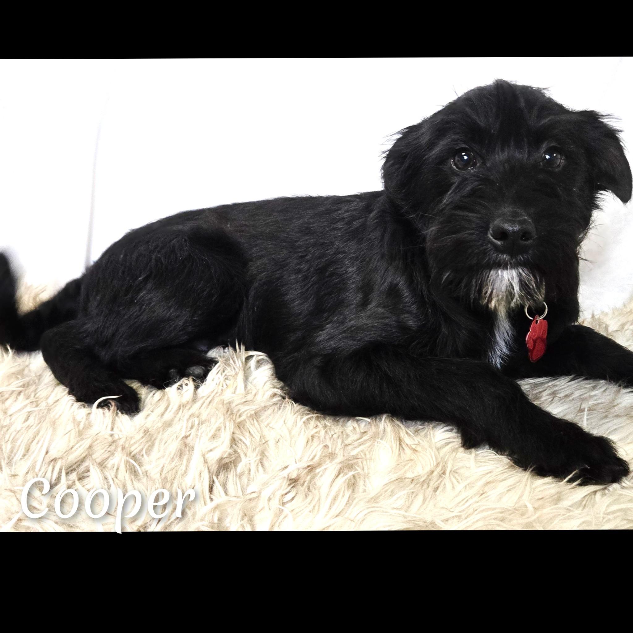 Enlarge Cooper, a ADOPTABLE mixed breed in Fredericksburg, VA image 4/6
