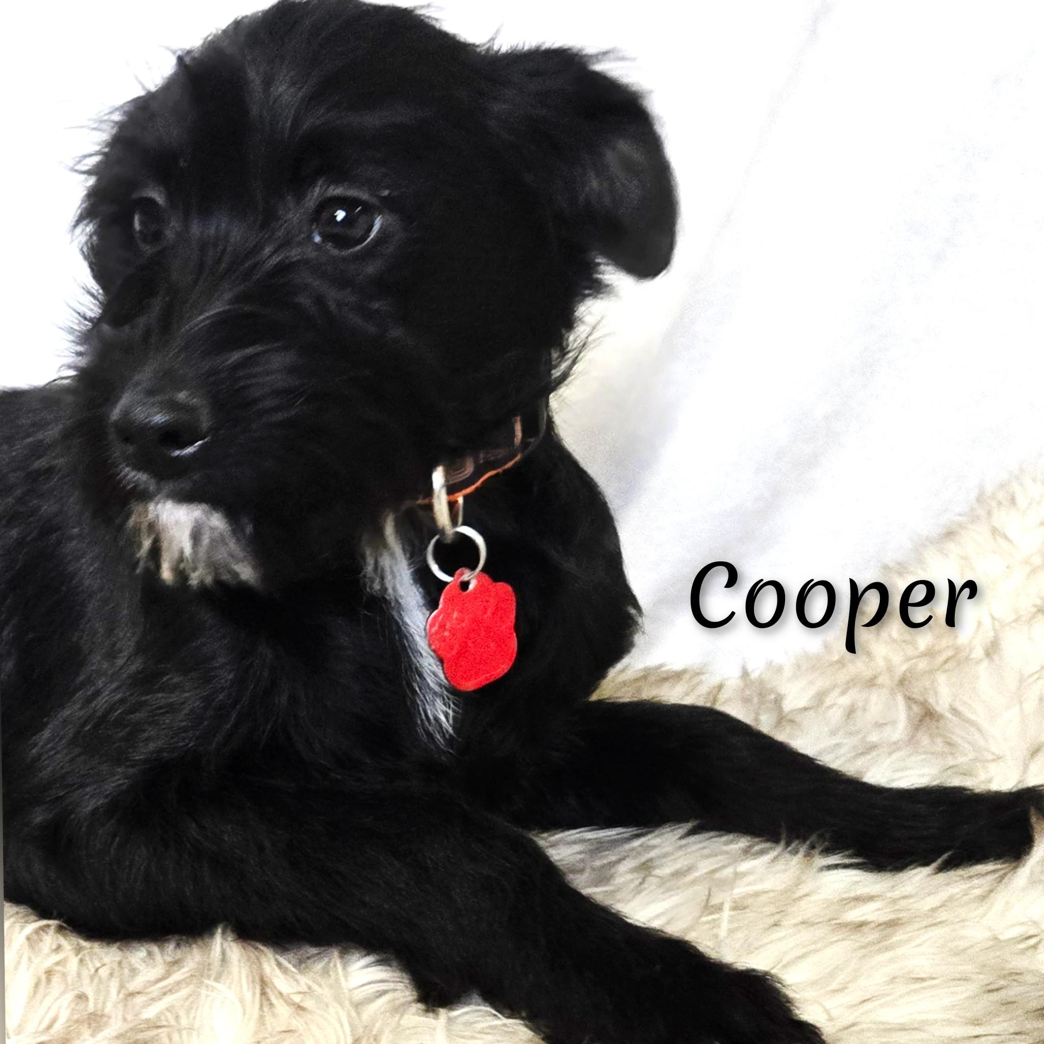 Enlarge Cooper, a ADOPTABLE mixed breed in Fredericksburg, VA image 2/6