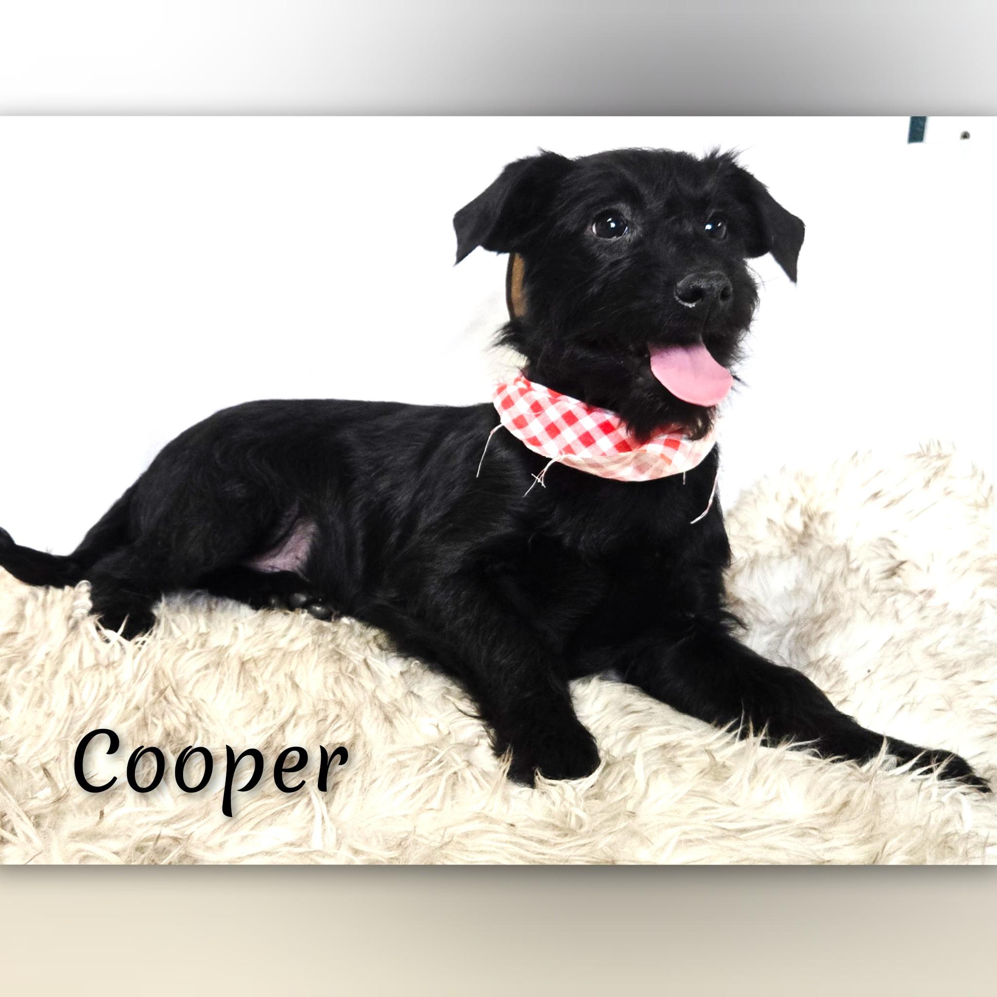 Enlarge Cooper, a ADOPTABLE mixed breed in Fredericksburg, VA image 6/6