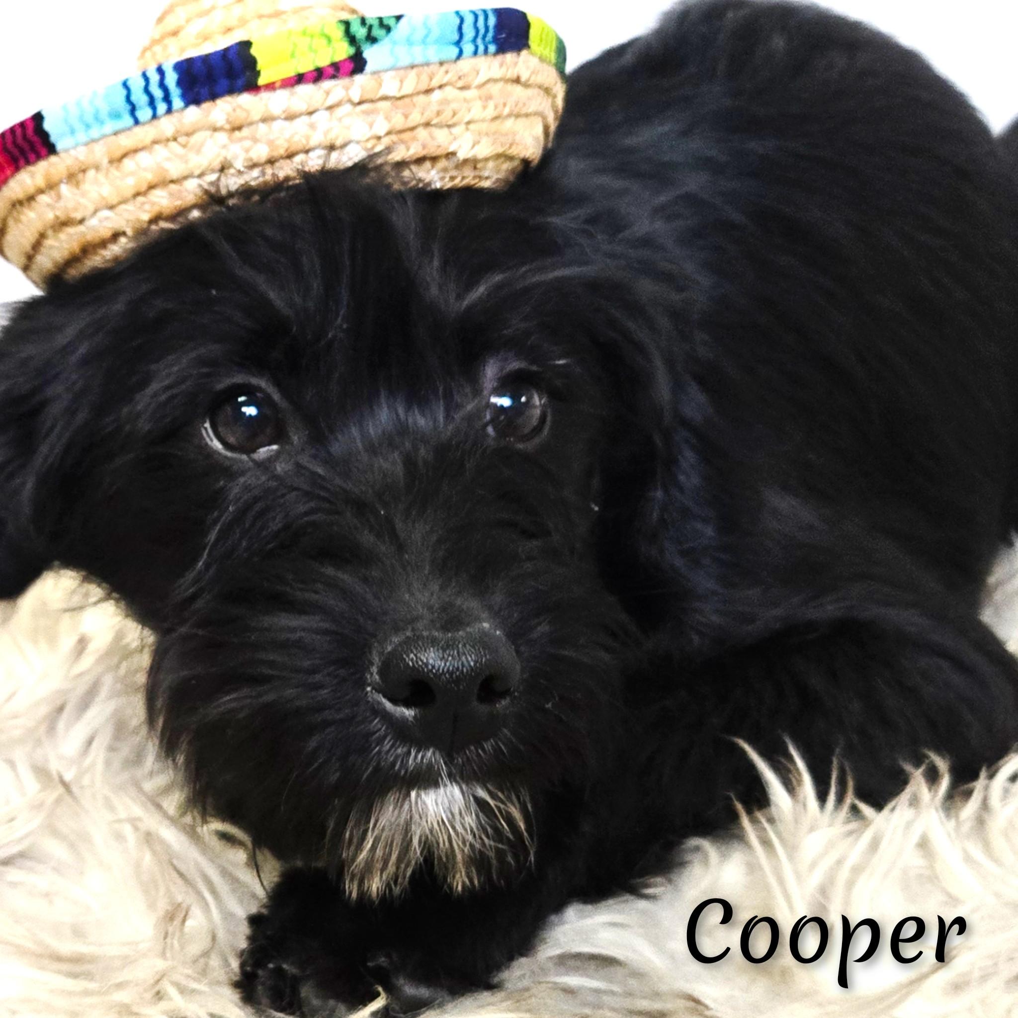 Enlarge Cooper, a ADOPTABLE mixed breed in Fredericksburg, VA image 5/6