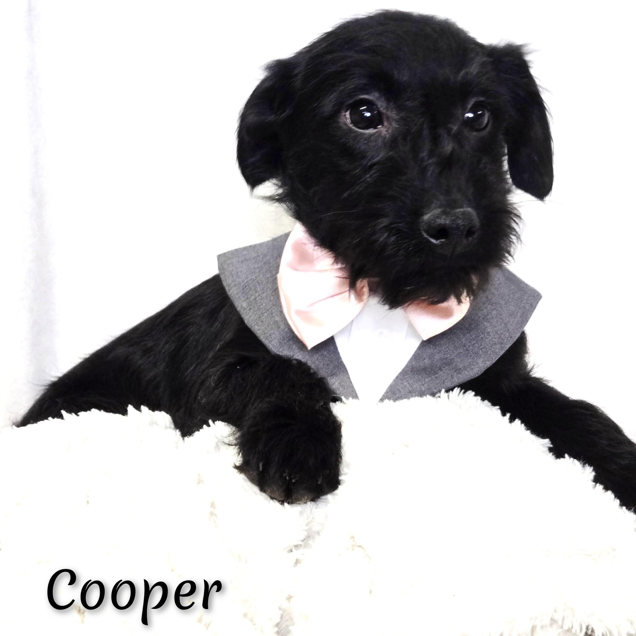 Cooper, ADOPTABLE, Puppy Male Poodle & Terrier.