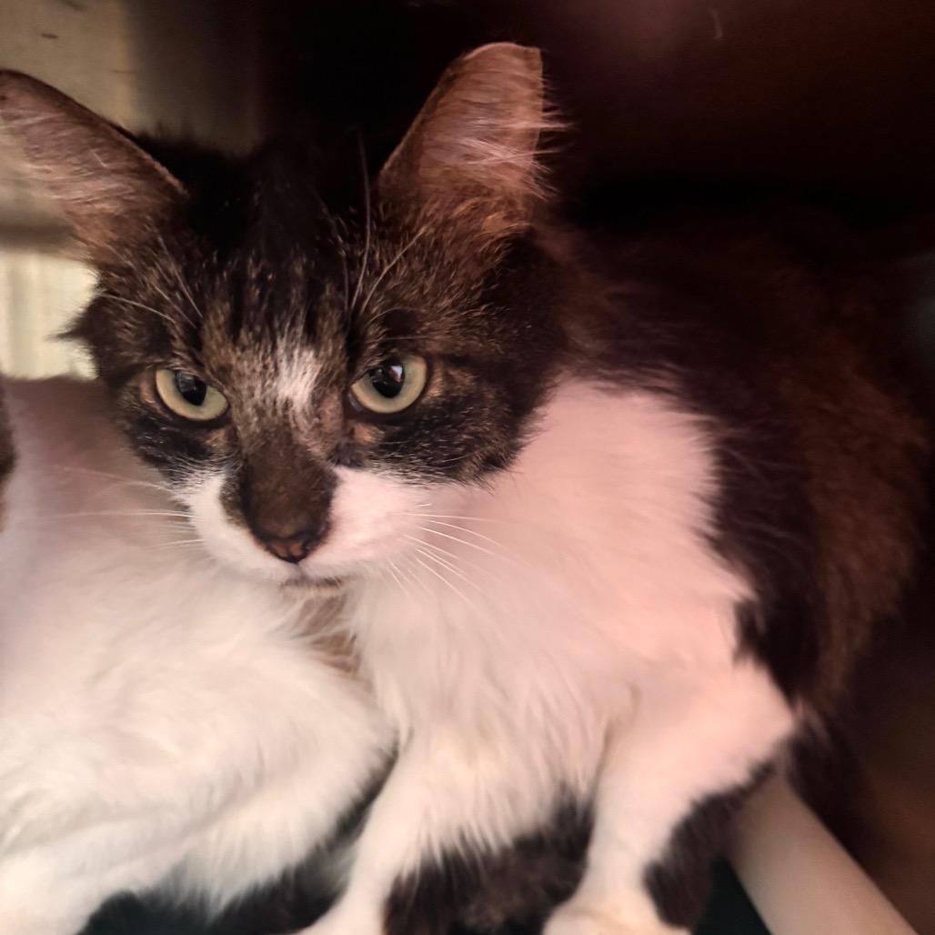 Moe, a Adoptable Domestic Medium Hair in Wheeling, IL image 2/3