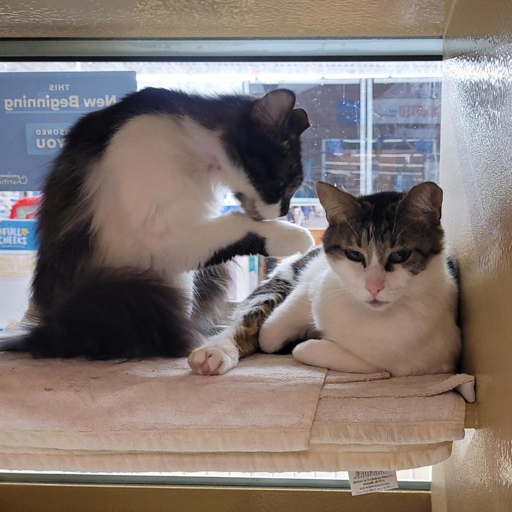 Moe, a Adoptable Domestic Medium Hair in Wheeling, IL image 3/3