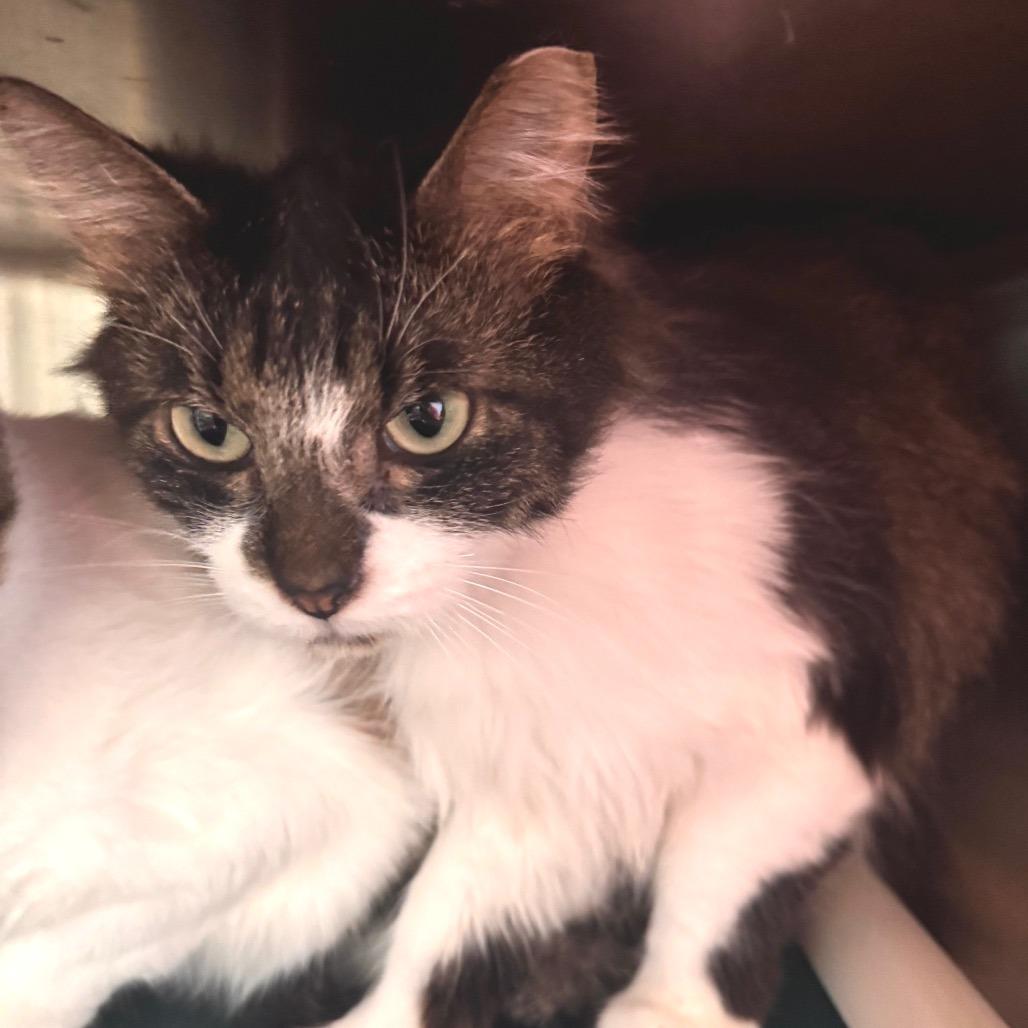 Moe, a Adoptable Domestic Medium Hair in Wheeling, IL image 3/3