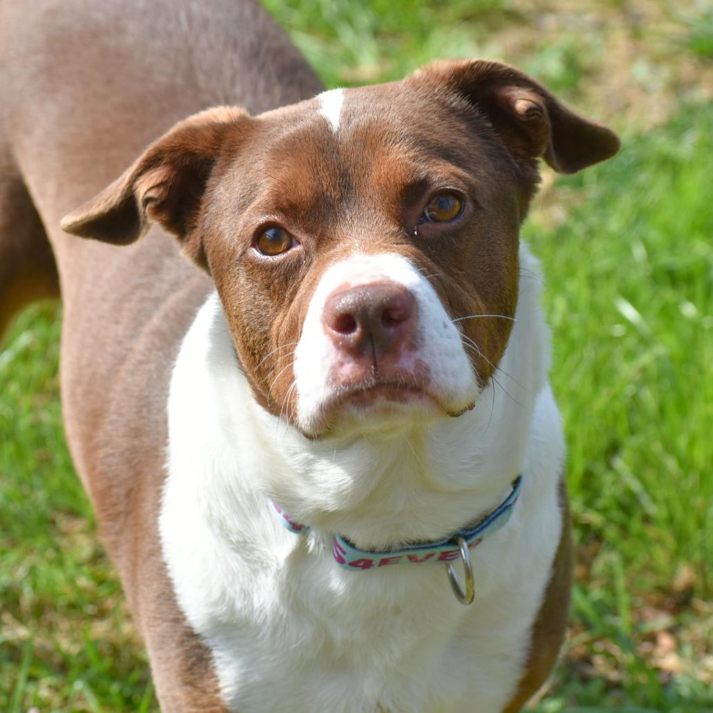 Enlarge Mila, a Adoptable Mixed Breed in Mebane, NC image 2/4