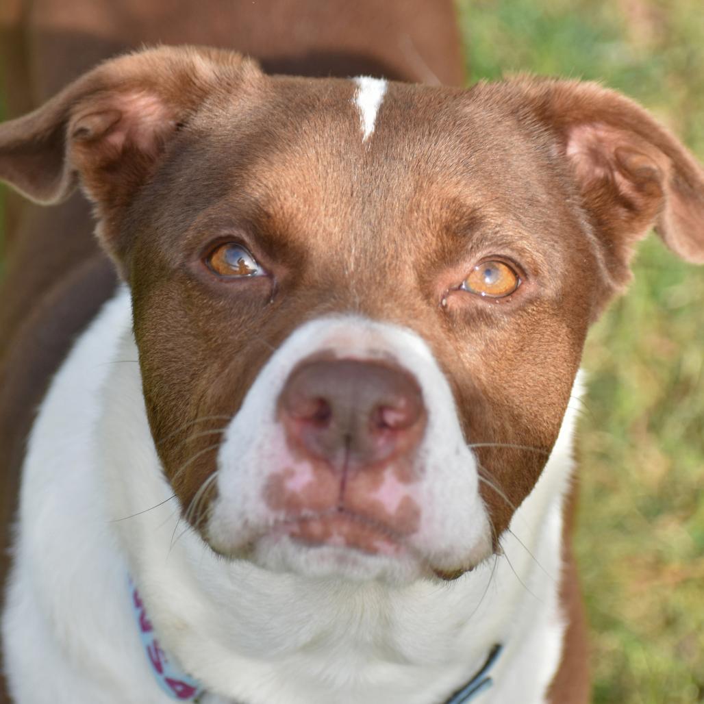 Enlarge Mila, a Adoptable Mixed Breed in Mebane, NC image 4/4