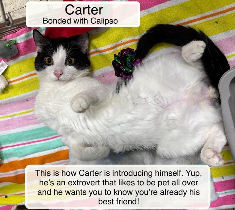 Enlarge Carter and Calipso, a Adoptable Domestic Short Hair in Ellicott City, MD image 1/3