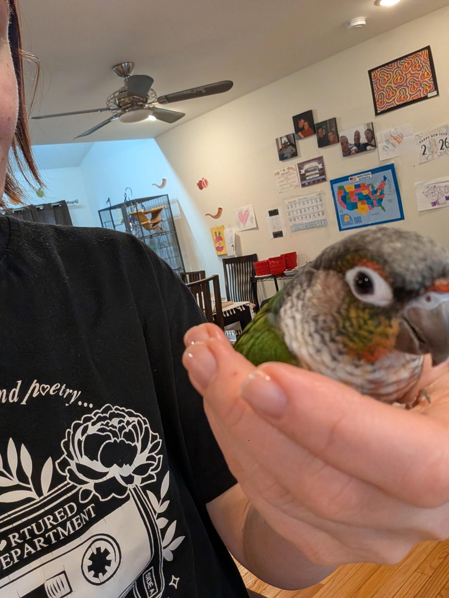Moxxie, a Adopted Conure in Belford, NJ image 1/3