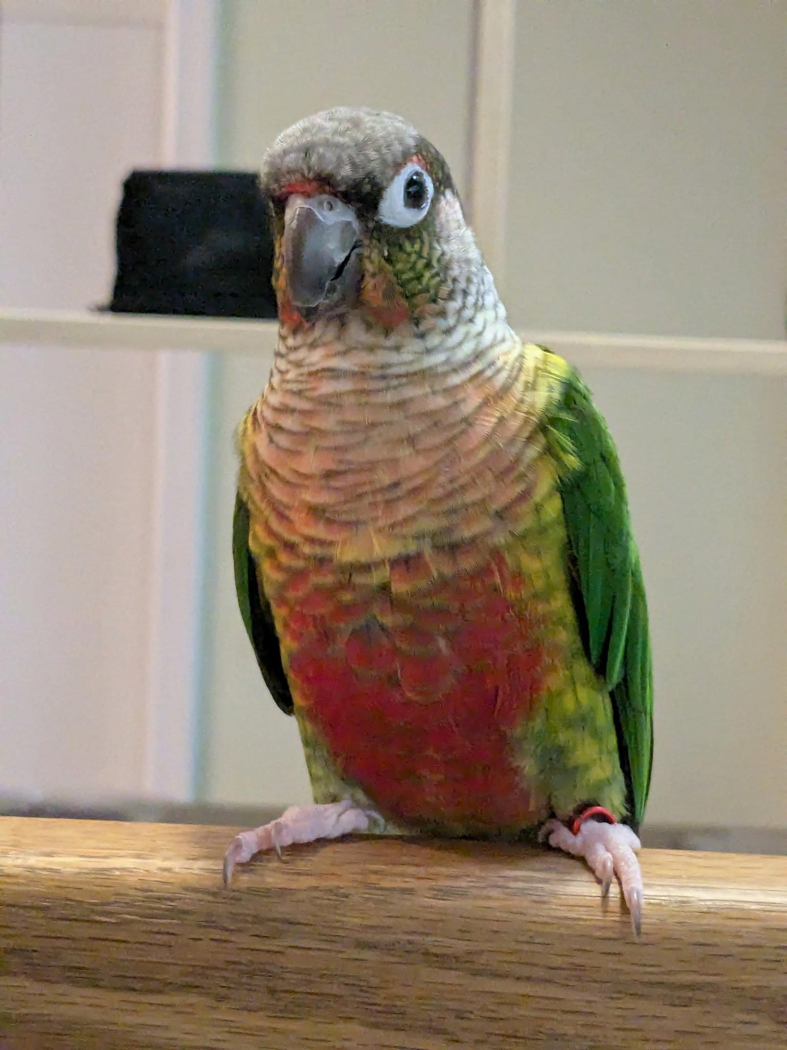 Moxxie, a Adopted Conure in Belford, NJ image 2/3